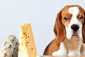 Los peligros del queso Oaxaca para los perros: ¿Qué debes saber?