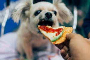 Los peligros del queso para los perros: ¿Por qué es importante evitarlo en su alimentación?