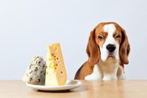 Todas las razones por las cuales el queso es beneficioso para la salud de tu perro