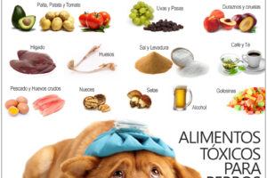 Tóxico para perros: Los peligros del queso en su alimentación